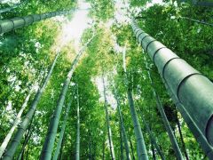 Tapeta Nature Bamboo trees 002.jpg